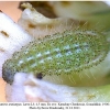 polyommatus semiargus larva3